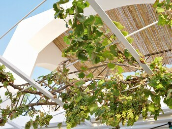 Hotel Caramel Grecotel Boutique Resort