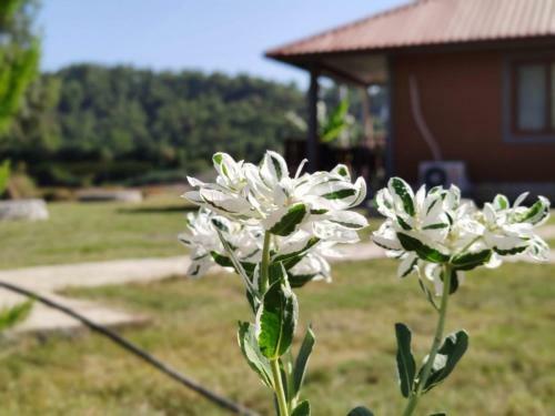 Bed & Breakfast Derin Bungalov