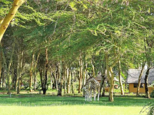Africa Safari Camping Mto Wa Mbu