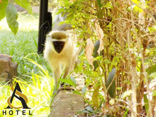 Hostal Afro Smile Hotel And Guest House