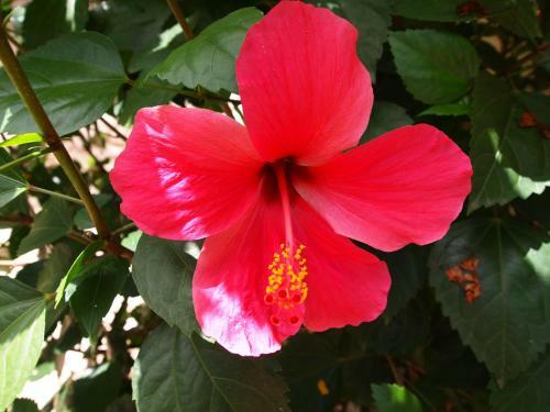 Hostal Hibiscus House Gambia