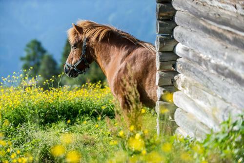 Hotel Sattleggers Alpenhof & Feriensternwarte