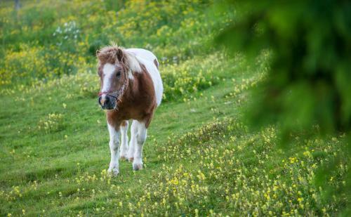 Hotel Sattleggers Alpenhof & Feriensternwarte