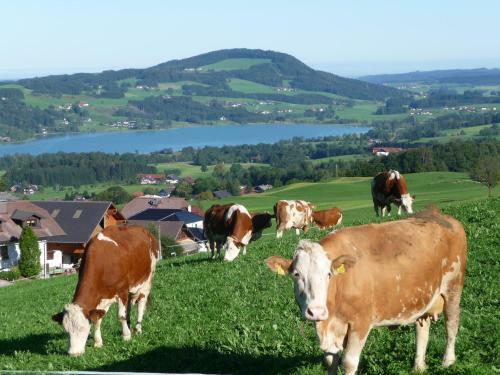 Agroturismo Familienferienhof Stabauer