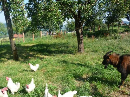 Agroturismo Familienferienhof Stabauer
