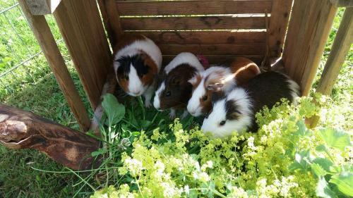 Bed & Breakfast Familienbauernhof K�ss