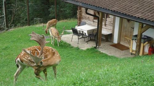 Apartamento Bauernhaus & Appartement Goldschmied