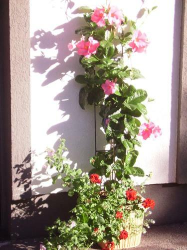 Apartamento Ferienapartment Frahndl