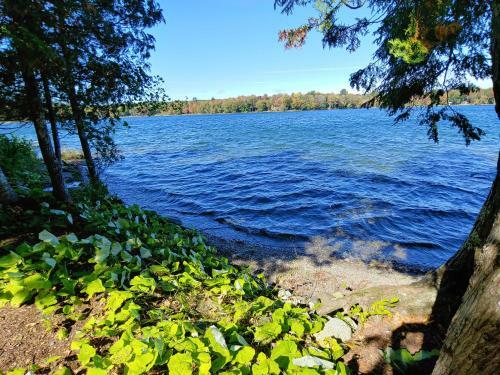 Dexter Delight