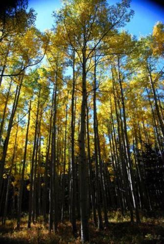 Aspen 2