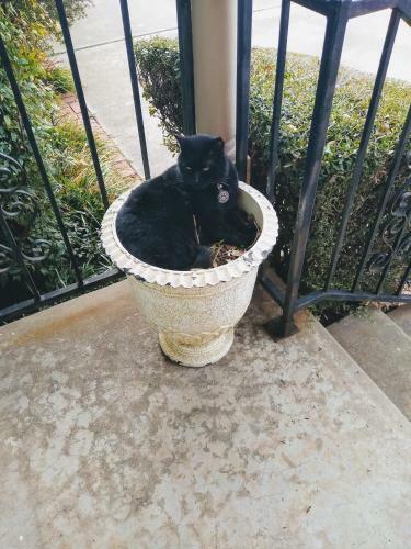 Hostal The Cat's Meow