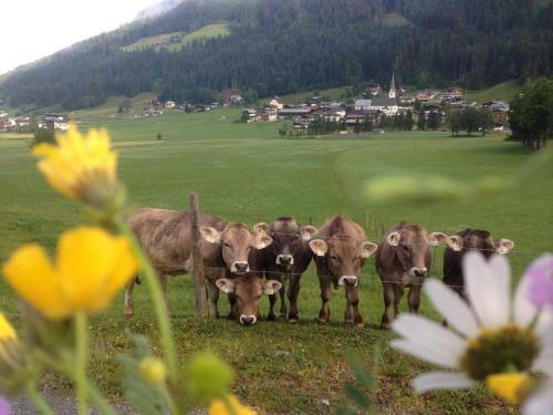 Haus Lechner Apartments