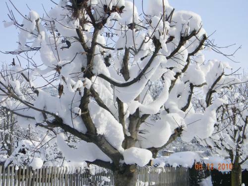 Hostal G�stehaus B�rwald