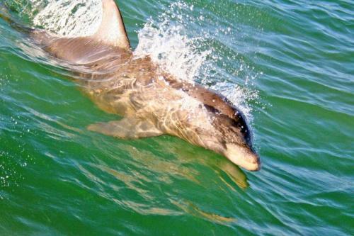 Dunes Condominium 105