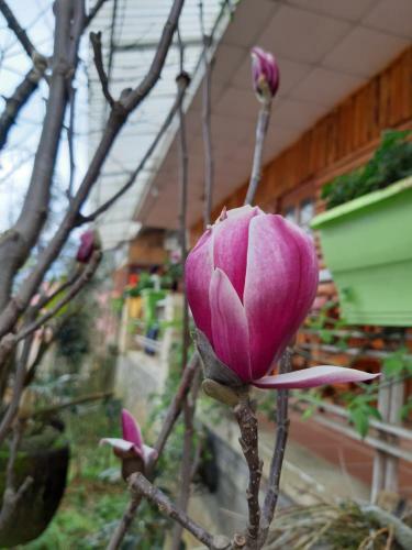 Hostal Dang Khoa Garden Inn