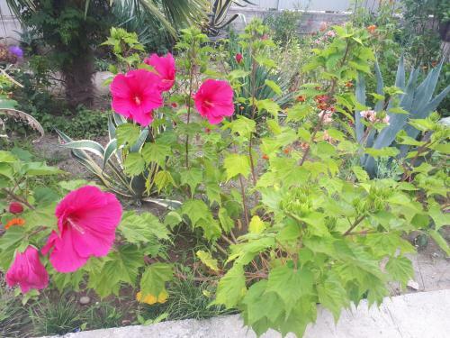 Hostal Pomegranate Yard