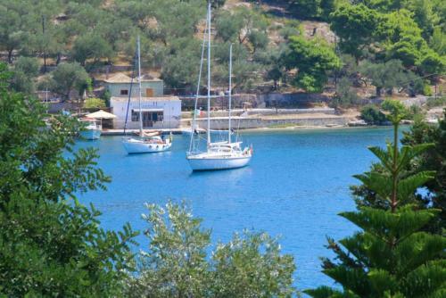Dolphin Villa 2