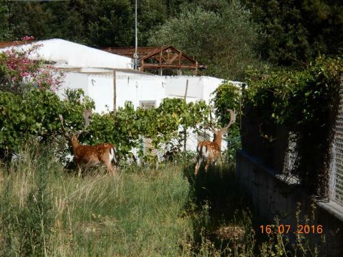 Beachfront Villa Veronica Directl Y From Owne R
