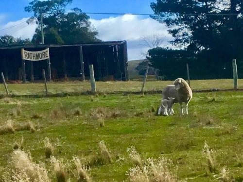 Agroturismo Shearers' Quarters Rathmore