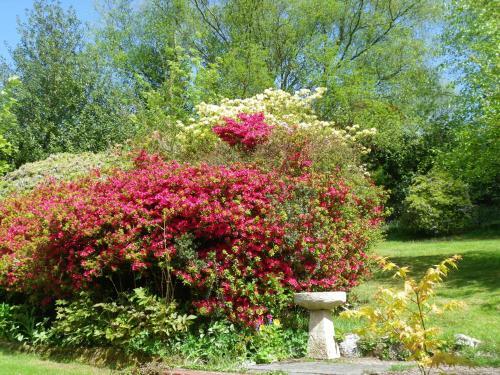 Lyme Tree House Bed And Breakfast
