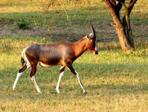 Lodge Shakati Private Game Reserve