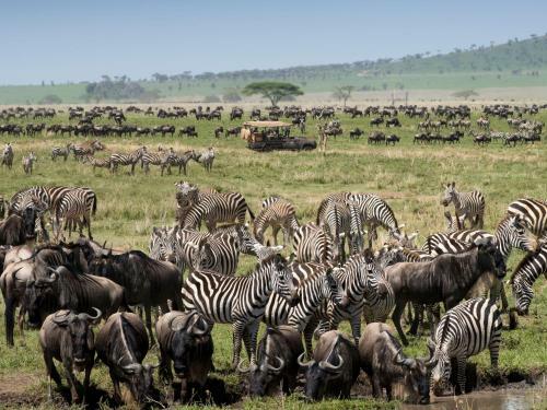 Lodge One Nature Nyaruswiga Serengeti