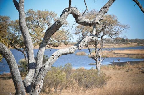 Lodge Jackalberry Tented Camp