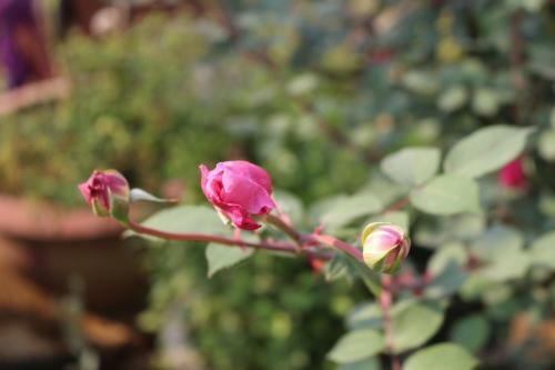 Sapa Garden Hotel