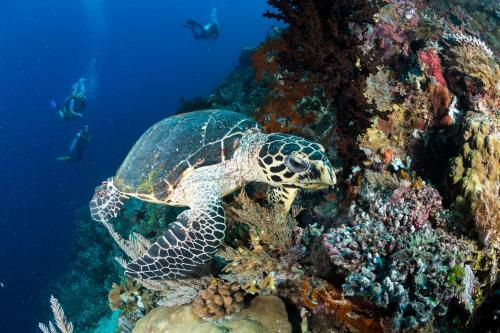 Hotel Raja Ampat Biodiversity Nature Resort