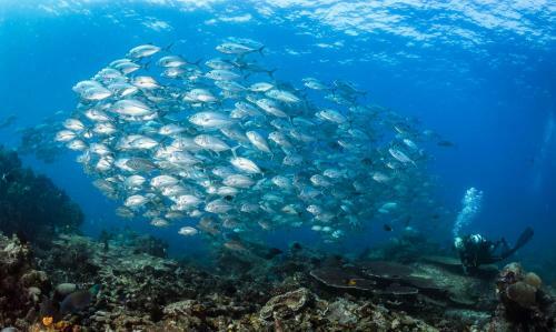 Hotel Raja Ampat Biodiversity Nature Resort