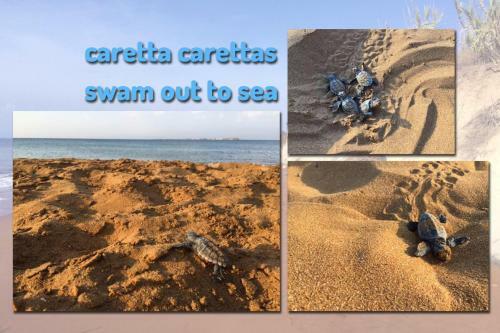 Alekos Beach Houses-caretta