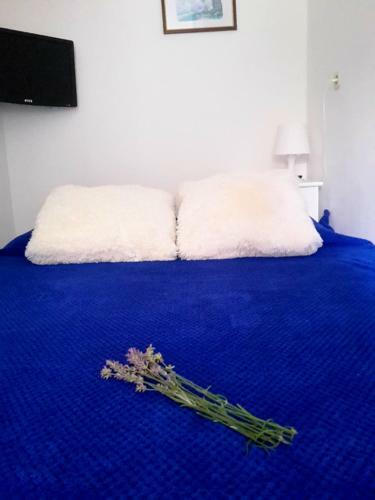 Gracia Apartments