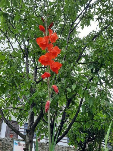Mkhomestay