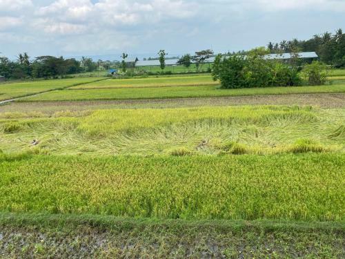 Villa Oasis Penthouse In Rice Field