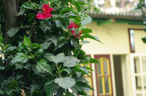 Hostal Laughing Buddha Hotel & Garden Theater