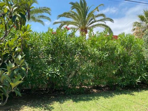 Villa Palmera Playa Almadrava, Els Poblets , Denia