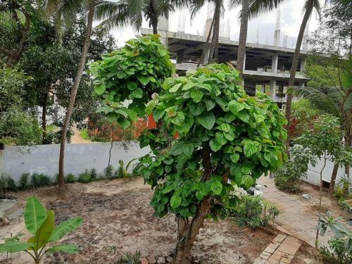 Villa Soares Stay Home - In The Lap Of Greenery