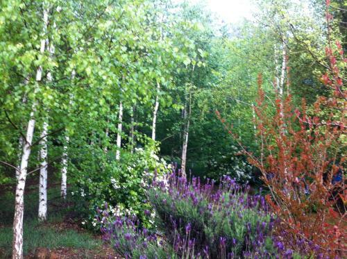 Villa Birches Luxury Spa Chalets
