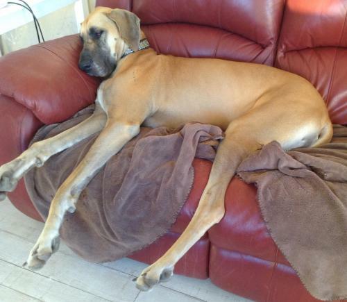 Must Love Dogs B&B & Self Contained Cottage