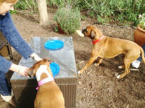 Must Love Dogs B&B & Self Contained Cottage