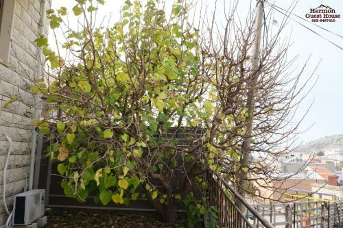 Hostal Hermon Guest House