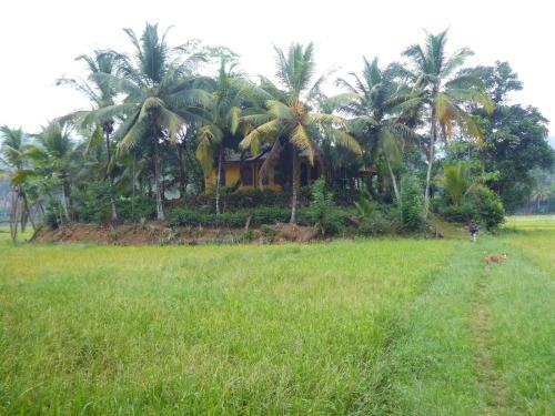 Traveller's Choice Sinharaja