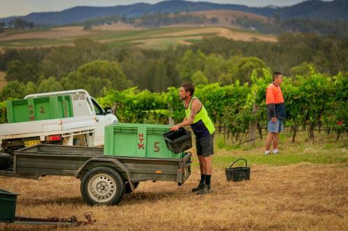 Lodge Hanging Tree Wines
