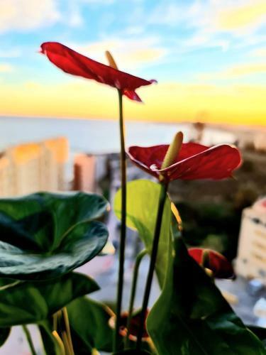 Mar Y Luz Front Sea Views Eco Apartment Fuengirola