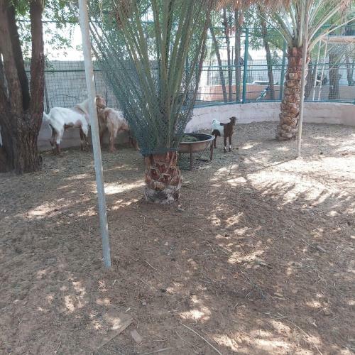 Agroturismo Al Maha Farm