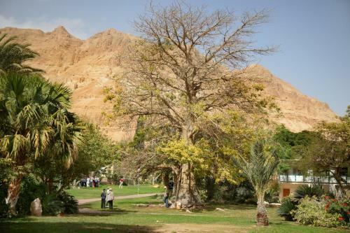 Ein Gedi Family Apartment