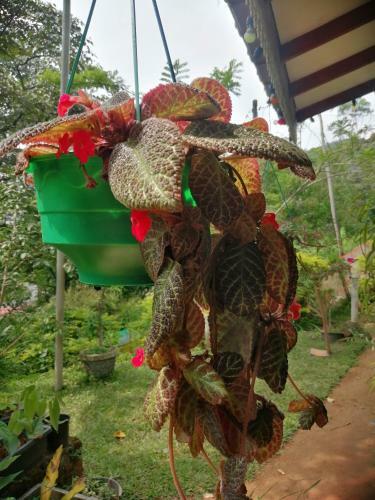 Hostal Whiteflowerhomestayella