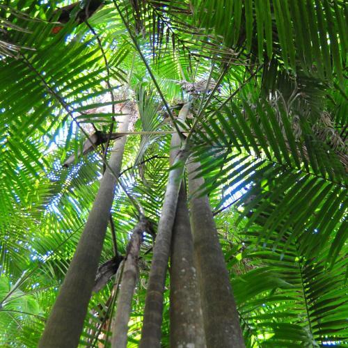 Lodge Mt Warning Forest Hideaway