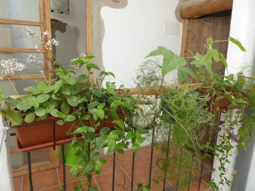 Casa De C�liz X�tiva