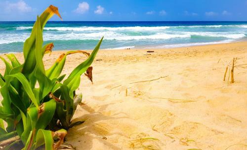 Hikkaduwa Backyard Beach Homestay